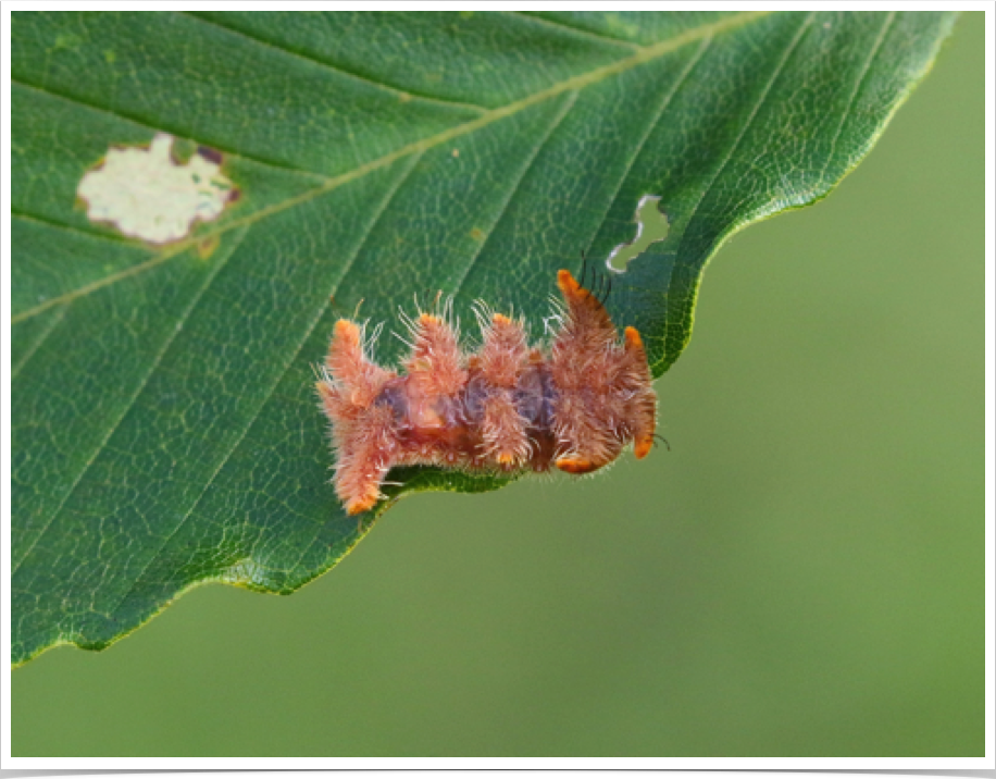Phobetron pithecium
Monkey Slug
Bibb County, Alabama Phobetron pithecium
Monkey Slug
Bibb County, Alabama
